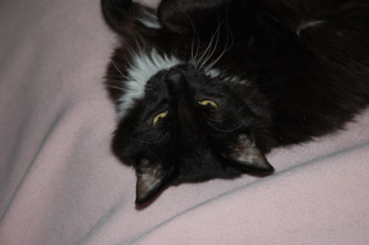 Picture of a cat / kitten / feline