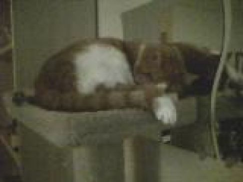 Picture of a cat / kitten / feline