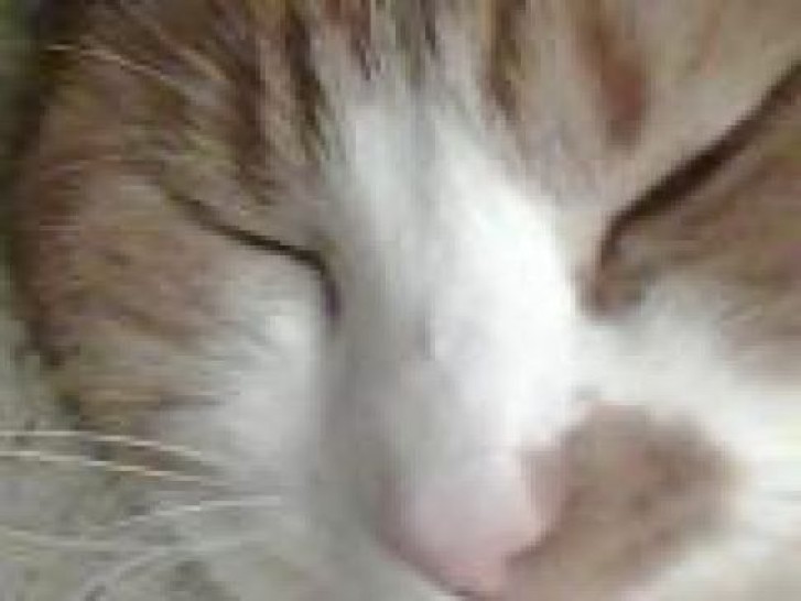 Picture of a cat / kitten / feline