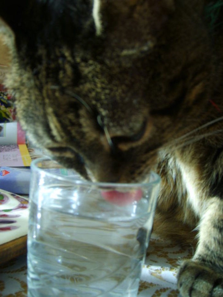 Picture of a cat / kitten / feline