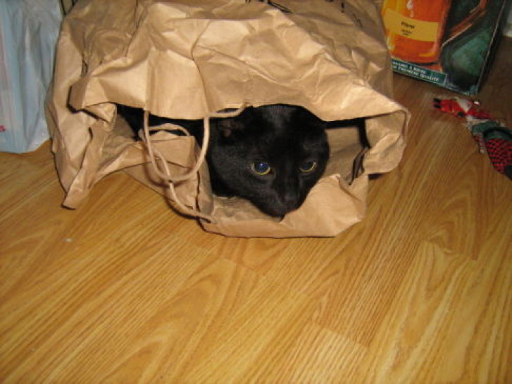 Picture of a cat / kitten / feline