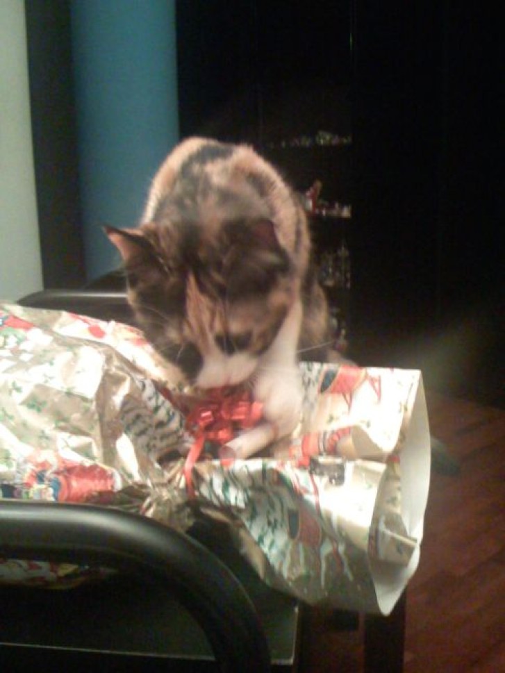 Picture of a cat / kitten / feline