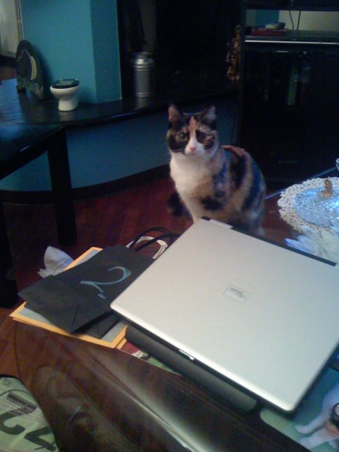 Picture of a cat / kitten / feline