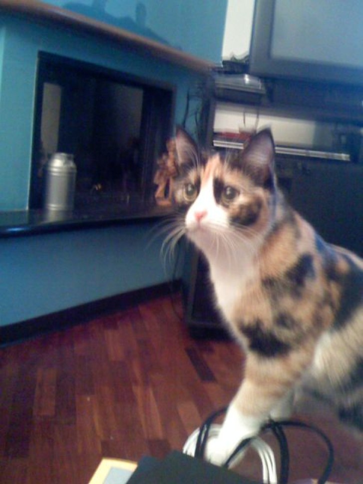 Picture of a cat / kitten / feline