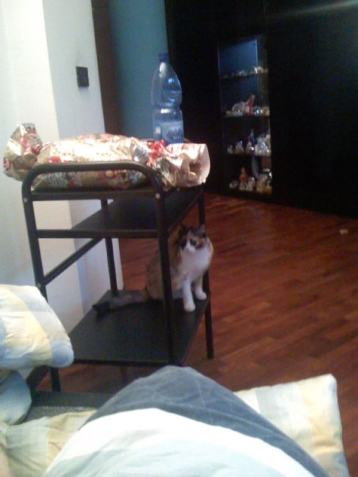 Picture of a cat / kitten / feline