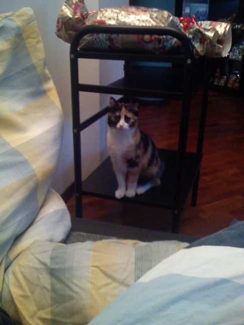 Picture of a cat / kitten / feline