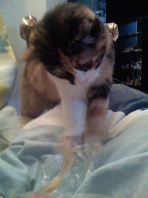 Picture of a cat / kitten / feline