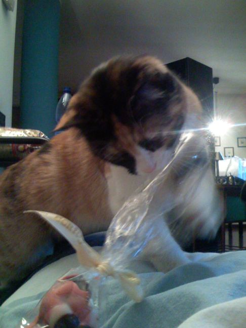 Picture of a cat / kitten / feline