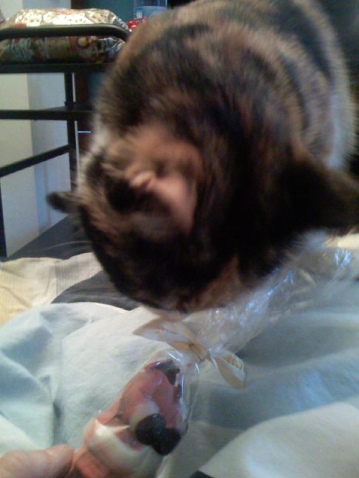 Picture of a cat / kitten / feline