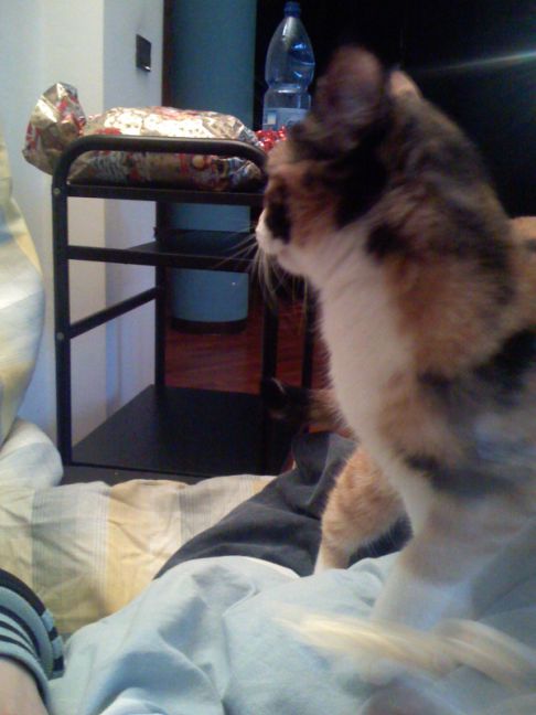 Picture of a cat / kitten / feline