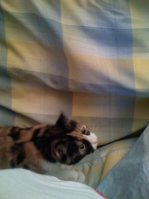 Picture of a cat / kitten / feline