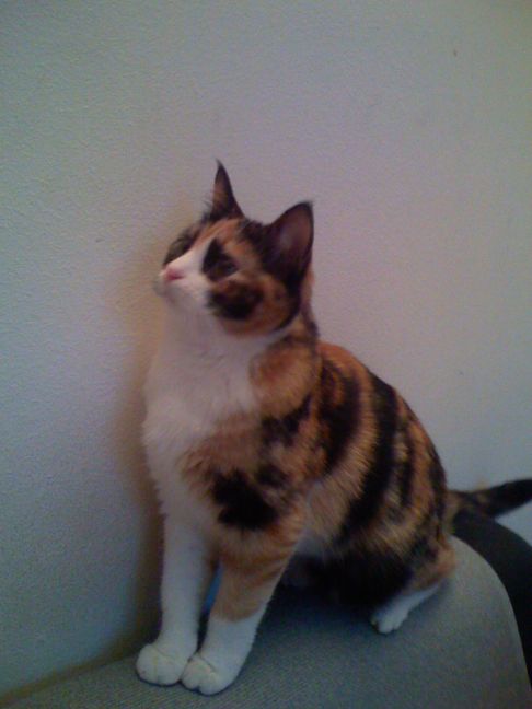 Picture of a cat / kitten / feline