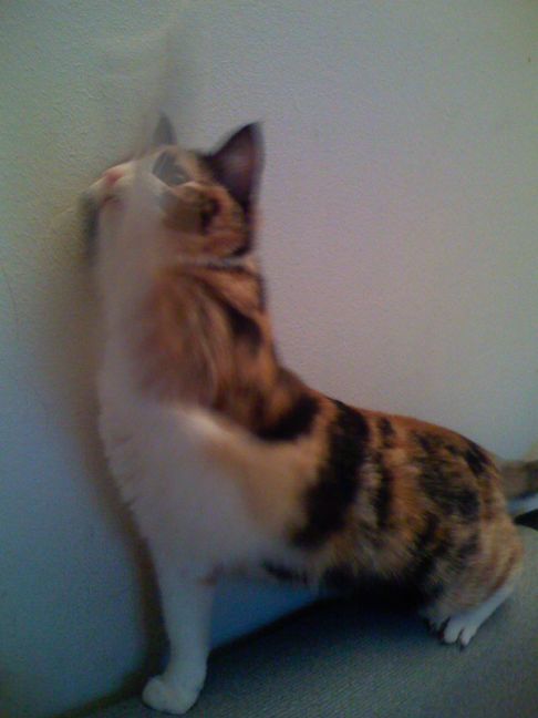 Picture of a cat / kitten / feline