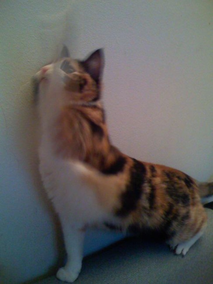 Picture of a cat / kitten / feline