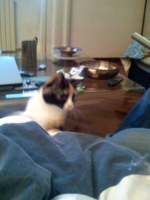 Picture of a cat / kitten / feline