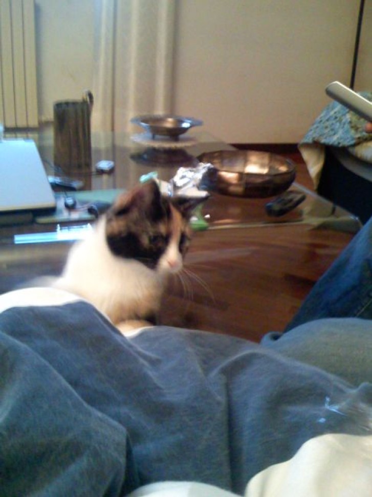 Picture of a cat / kitten / feline