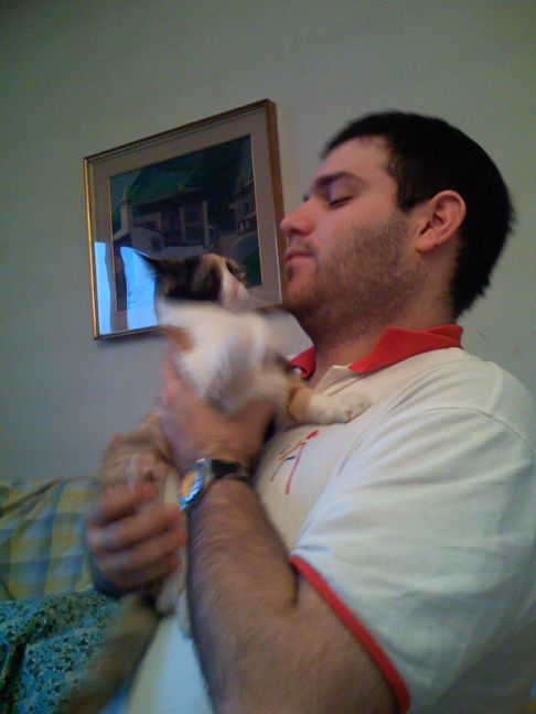 Picture of a cat / kitten / feline