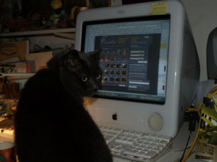 Picture of a cat / kitten / feline