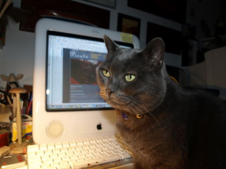 Picture of a cat / kitten / feline