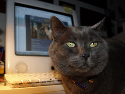 Picture of a cat / kitten / feline