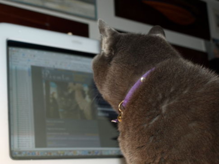 Picture of a cat / kitten / feline