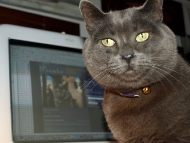 Picture of a cat / kitten / feline