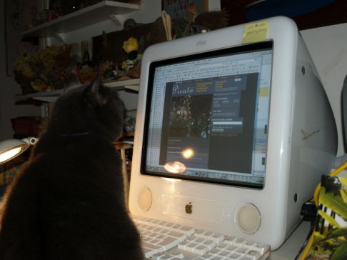 Picture of a cat / kitten / feline