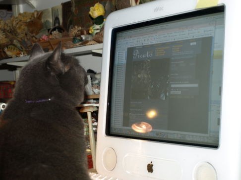 Picture of a cat / kitten / feline