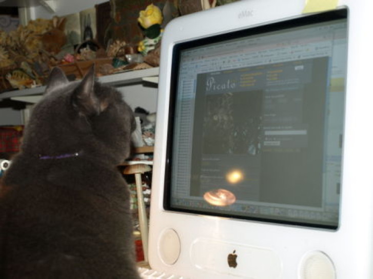 Picture of a cat / kitten / feline