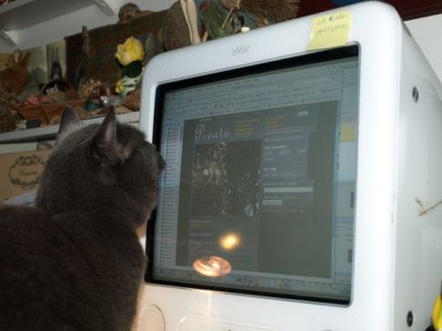 Picture of a cat / kitten / feline