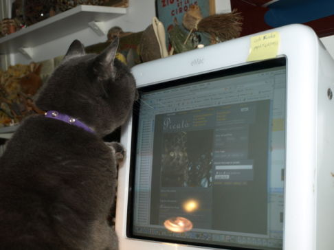 Picture of a cat / kitten / feline