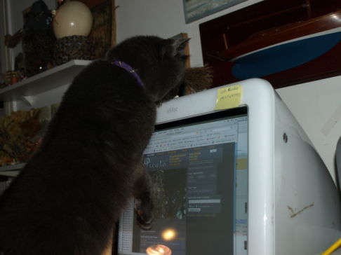 Picture of a cat / kitten / feline