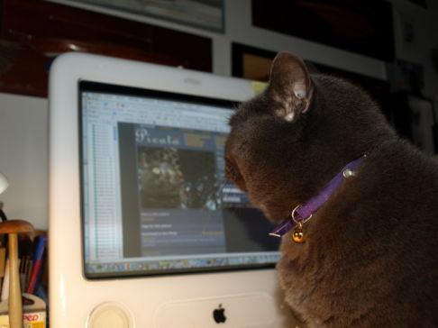 Picture of a cat / kitten / feline