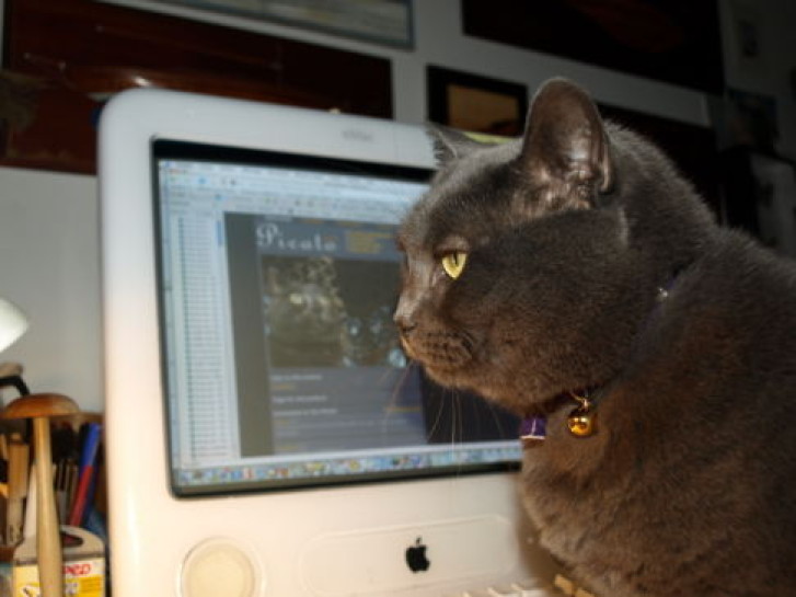 Picture of a cat / kitten / feline