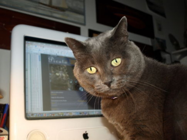 Picture of a cat / kitten / feline