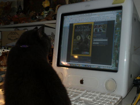 Picture of a cat / kitten / feline