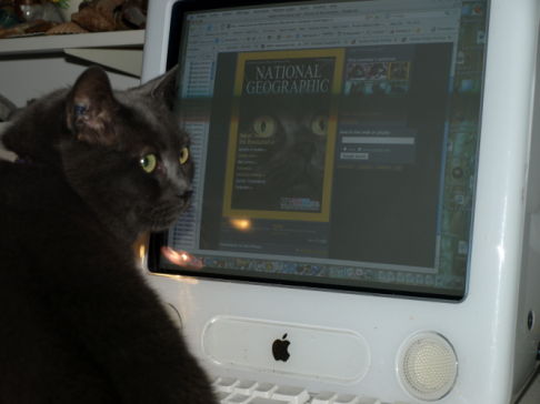 Picture of a cat / kitten / feline