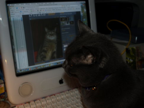 Picture of a cat / kitten / feline