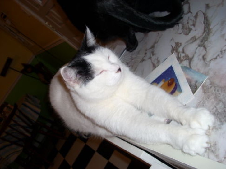 Picture of a cat / kitten / feline