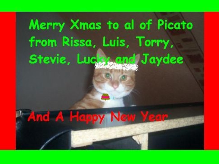 Picture of a cat / kitten / feline