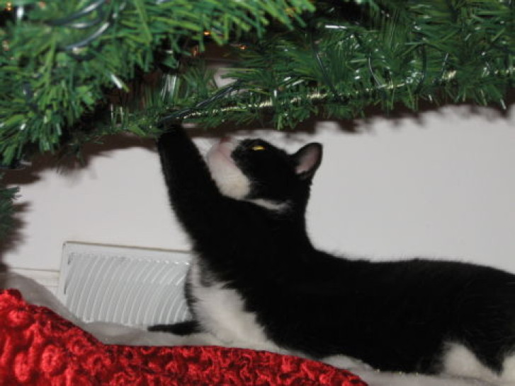 Picture of a cat / kitten / feline