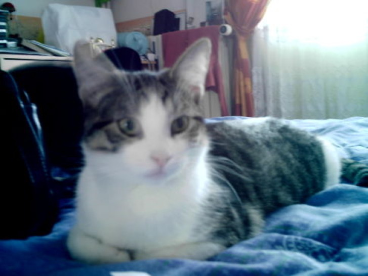 Picture of a cat / kitten / feline