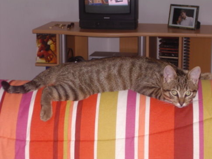 Picture of a cat / kitten / feline