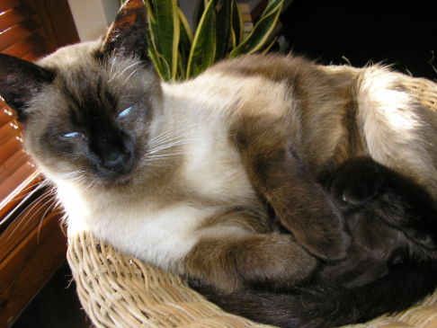 Picture of a cat / kitten / feline