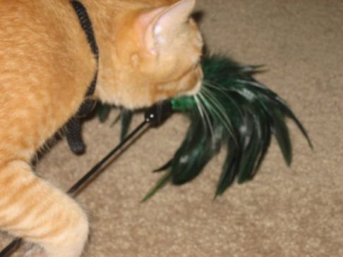 Picture of a cat / kitten / feline