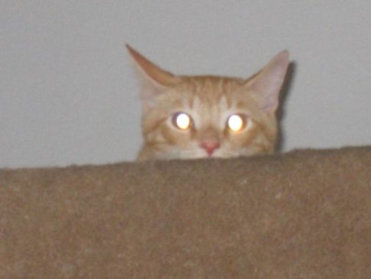 Picture of a cat / kitten / feline