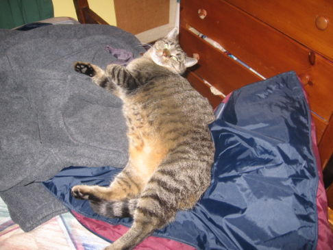 Picture of a cat / kitten / feline