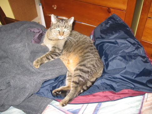 Picture of a cat / kitten / feline