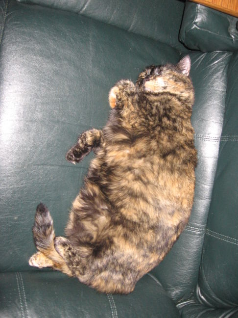 Picture of a cat / kitten / feline