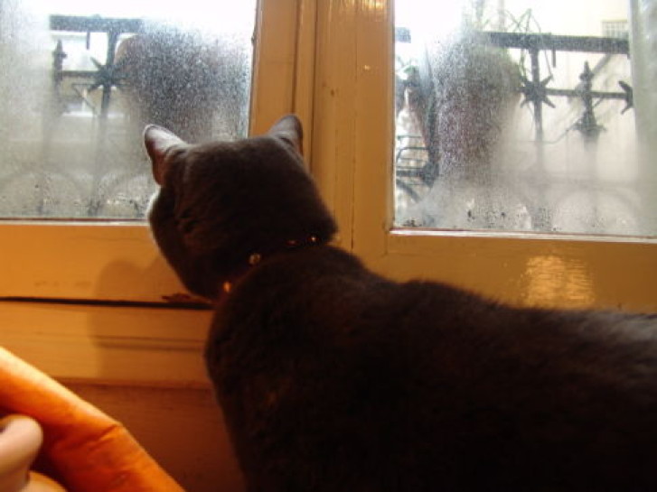 Picture of a cat / kitten / feline